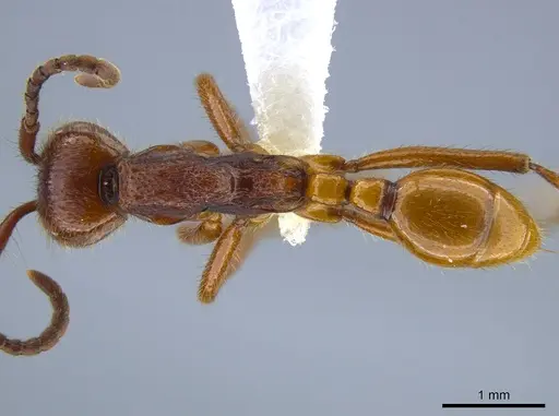 Neivamyrmex legionis specimen