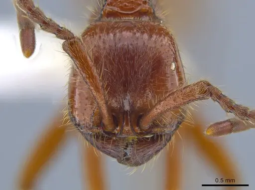 Neivamyrmex legionis specimen