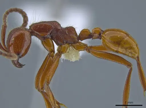 Neivamyrmex legionis specimen