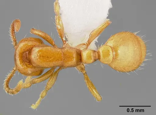 Neivamyrmex leonardi specimen