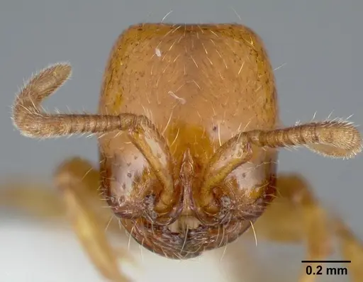 Neivamyrmex leonardi specimen