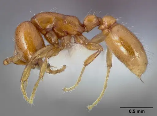 Neivamyrmex leonardi specimen