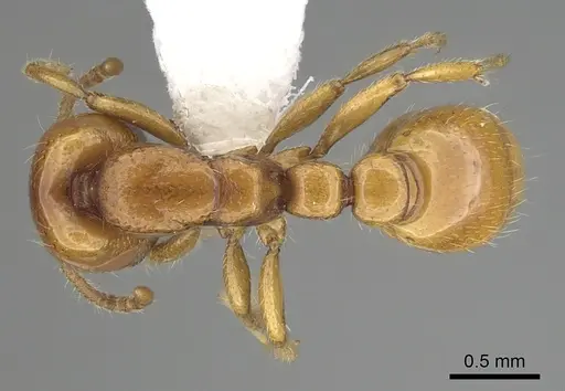 Neivamyrmex leonardi - CASENT0249489