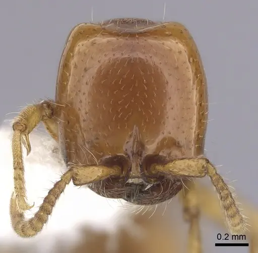 Neivamyrmex leonardi - CASENT0249489