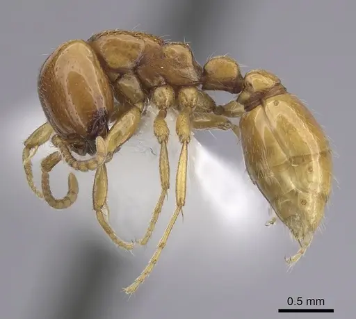 Neivamyrmex leonardi - CASENT0249489