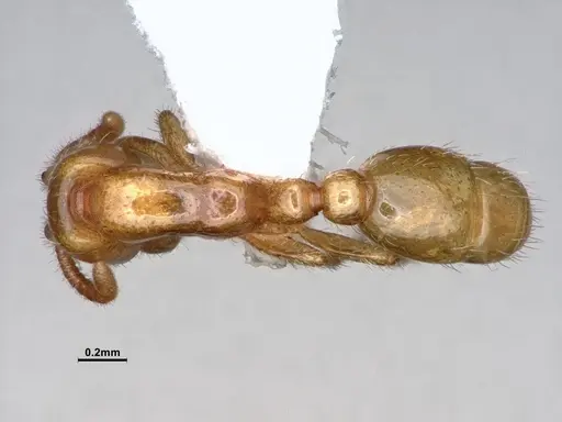 Neivamyrmex leonardi - CASENT0883399