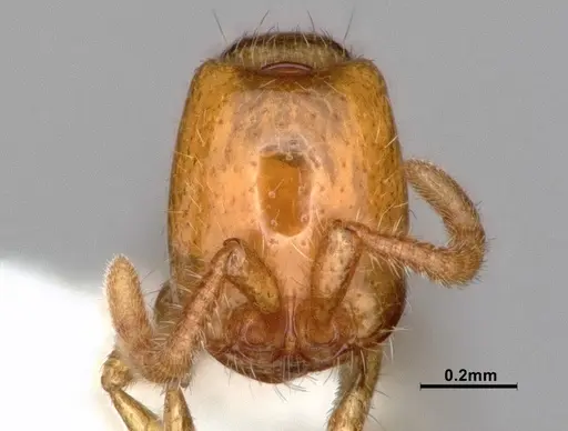 Neivamyrmex leonardi - CASENT0883399