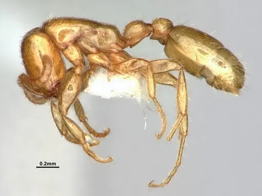 Neivamyrmex leonardi - CASENT0883399