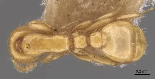 Neivamyrmex leonardi - CASENT0905734