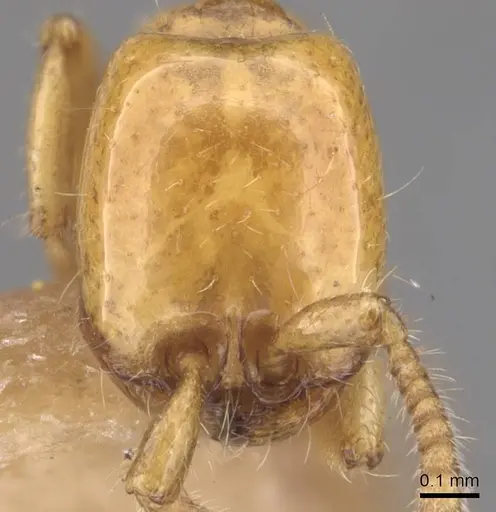 Neivamyrmex leonardi - CASENT0905734