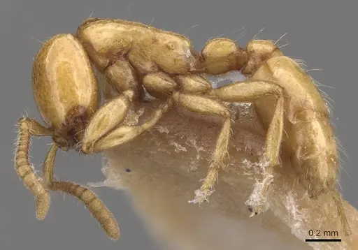 Neivamyrmex leonardi - CASENT0905734