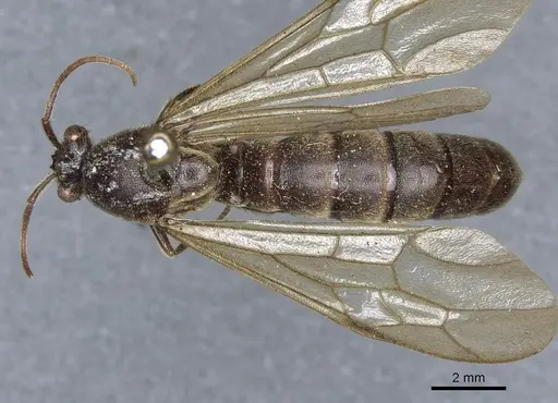 Neivamyrmex leptognathus specimen