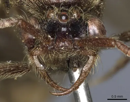 Neivamyrmex leptognathus specimen