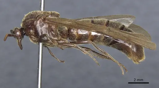 Neivamyrmex leptognathus specimen