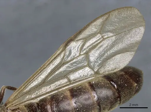 Neivamyrmex leptognathus - CASENT0903739