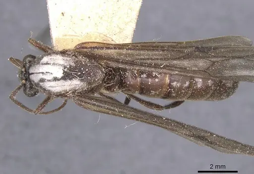 Neivamyrmex leptognathus - CASENT0911402