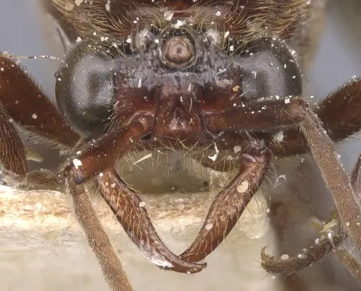 Neivamyrmex leptognathus - CASENT0911402