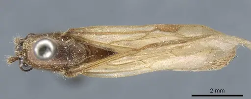 Neivamyrmex lieselae specimen