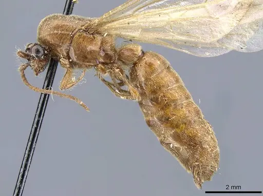 Neivamyrmex lieselae specimen