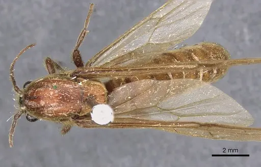 Neivamyrmex longiscapus specimen