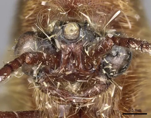 Neivamyrmex longiscapus specimen