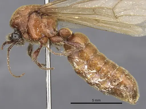 Neivamyrmex longiscapus specimen