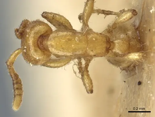 Neivamyrmex macrodentatus specimen