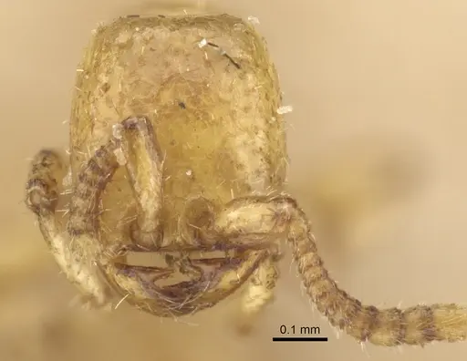 Neivamyrmex macrodentatus specimen
