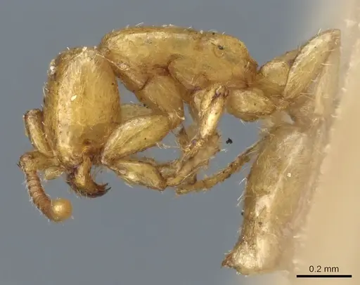 Neivamyrmex macrodentatus specimen