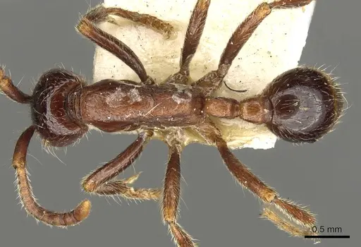 Neivamyrmex manni specimen