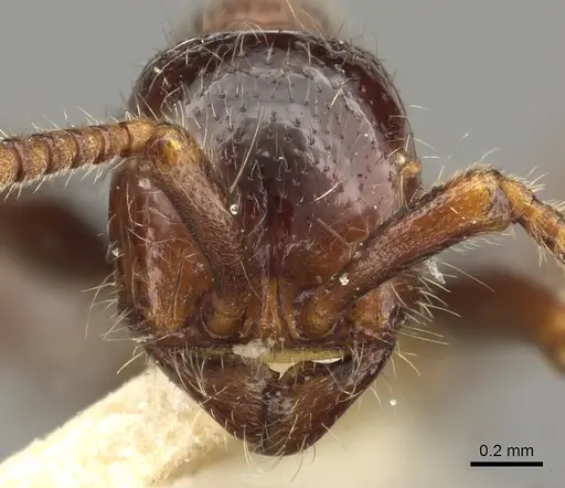 Neivamyrmex manni specimen