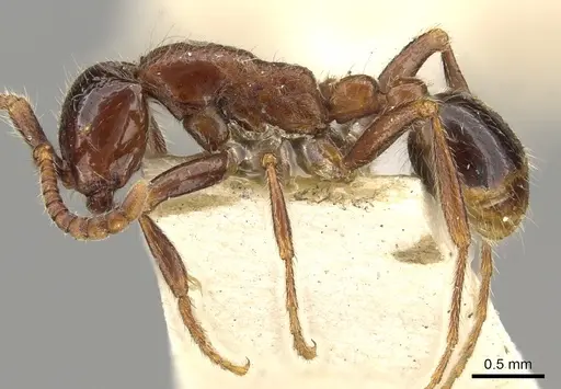 Neivamyrmex manni specimen