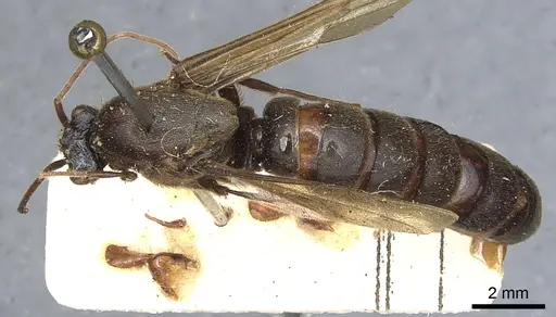 Neivamyrmex maxillosus specimen