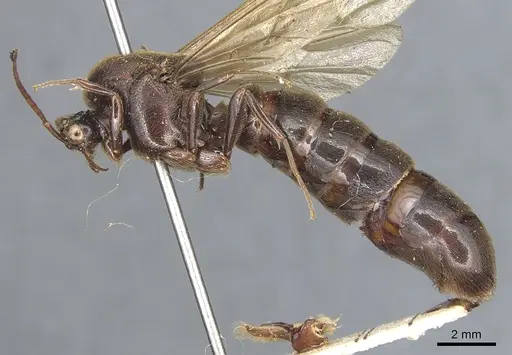 Neivamyrmex maxillosus specimen