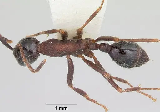 Neivamyrmex melanocephalus specimen