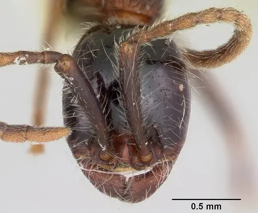Neivamyrmex melanocephalus specimen