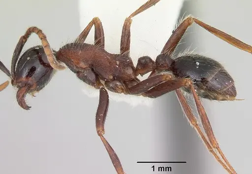 Neivamyrmex melanocephalus specimen