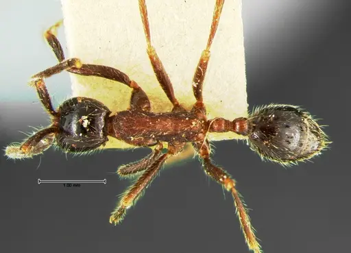 Neivamyrmex melanocephalus - CASENT0105643