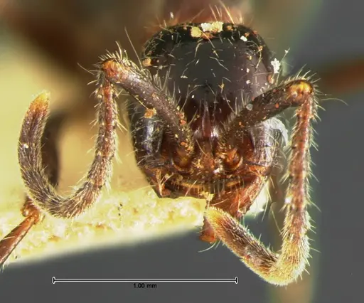 Neivamyrmex melanocephalus - CASENT0105643