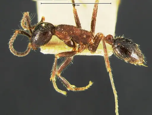 Neivamyrmex melanocephalus - CASENT0105643