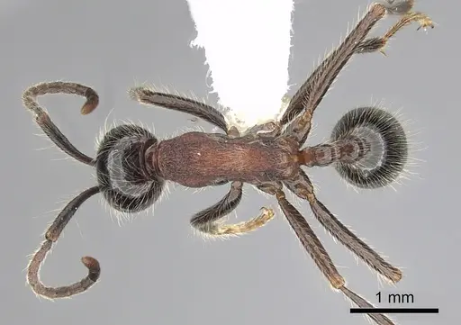 Neivamyrmex melanocephalus - CASENT0249491