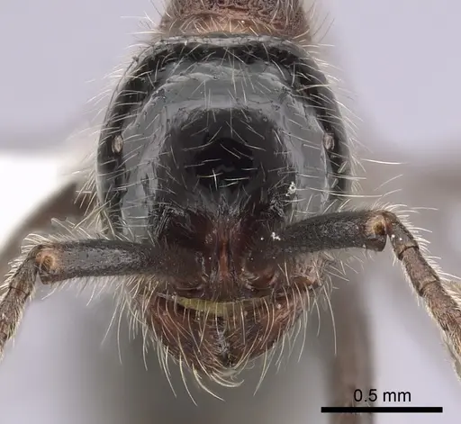 Neivamyrmex melanocephalus - CASENT0249491