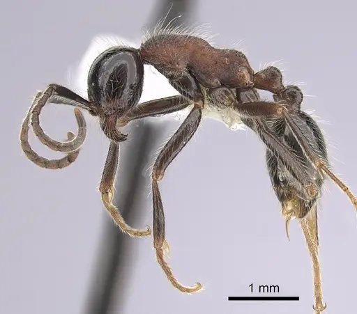 Neivamyrmex melanocephalus - CASENT0249491