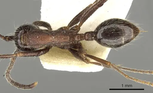 Neivamyrmex melanocephalus - CASENT0902638