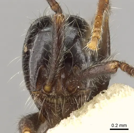 Neivamyrmex melanocephalus - CASENT0902638