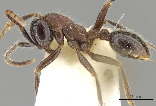 Neivamyrmex melanocephalus - CASENT0902638