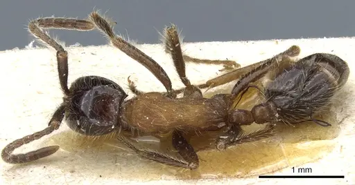 Neivamyrmex melanocephalus - CASENT0903725