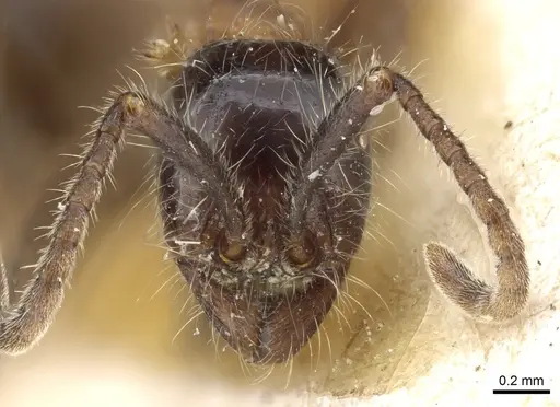 Neivamyrmex melanocephalus - CASENT0903725