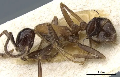 Neivamyrmex melanocephalus - CASENT0903725