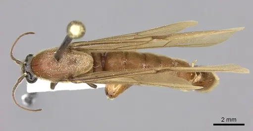 Neivamyrmex melanocephalus - JTLC000002540